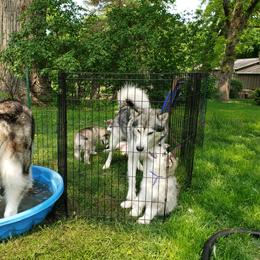 Alaskan Malamute Puppies from Delphi Alaskan Malamutes