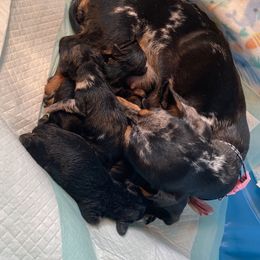 Daisy  - Dachshund