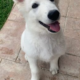 Berger Blanc Suisse Puppies from Absolute Dream White Swiss Shepherds