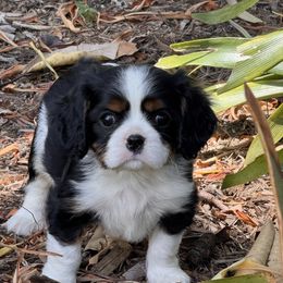 Bo - Tri-color male Cavalier King Charles Spaniel puppy in California from Tinkerpups