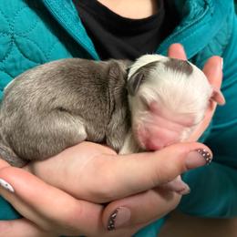 Topaz - Blue merle female Aussiedoodle puppy in Kensington, Ohio from Hickory Hideaway Doodles