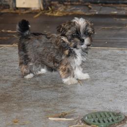 Girl 3 - Black and silver female Havanese puppy in Sebeka, Minnesota from Bydand Newfoundlands & Whimsical Havanese