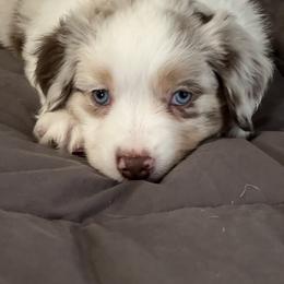 Australian Mountain Doodle and Miniature American Shepherd Puppies from Little Loves Farm