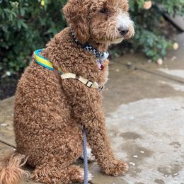 Goldendoodle All Grown Up from Shelley Torres's Goldendoodles
