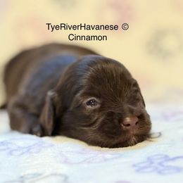 Cinnamon - Chocolate male Havanese puppy in Lovingston, Virginia from Tye River Havanese