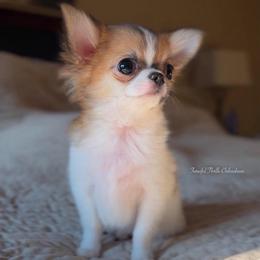 Falcon - Red and white male Chihuahua puppy in Michigan from Fanciful Thrills Kennel