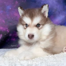 Red collar - Red and white Alaskan Malamute puppy in Spokane, Washington from Asgard Wooly Malamutes