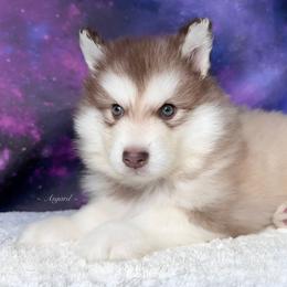 Red collar - Red and white Alaskan Malamute puppy in Spokane, Washington from Asgard Wooly Malamutes