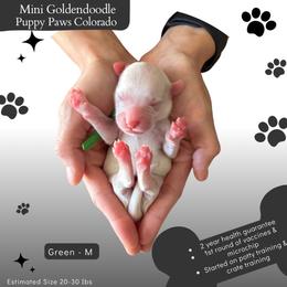 Green - Parti male Goldendoodle puppy in Fort Lupton, Colorado from Puppy Paws Colorado
