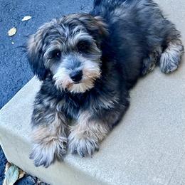 Bernedoodle, Cavapoo, Havanese, and Havapoo Puppies from Lady Paws Puppies - Cassie