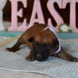 Twix - Wheaten male Soft Coated Wheaten Terrier puppy in Kirksville, Missouri from BellSharps Australian Shepherds