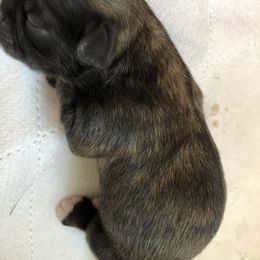 Shih Tzu Puppies from Lil' Darlin' Shih Tzus of the Virginia Blue Ridge