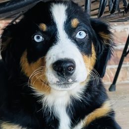 Wheezie - Black Miniature Australian Shepherd puppy in Washington, Oklahoma from Okie Aussies