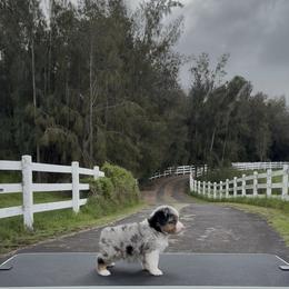 Larkin - Blue merle male Miniature American Shepherd puppy in Kamuela On The Big Island, Hawaii from Royal Hawaiian Aussies LLC