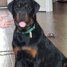 Rottweiler Puppies from 💥𝙿𝙾𝚆𝙴𝚁 𝙷𝙰𝚄𝚂𝙴 𝙺𝙴𝙽𝙽𝙴𝙻𝚂🇺🇸