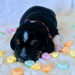 Beagle Puppies from Jennifer Knapp's Beagles