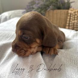 Dilly - Chocolate and tan male Dachshund puppy in Karnes County, Texas from Lazzy Z Dachshunds