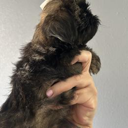 Girl 1 - Brindle female Shih Tzu puppy in Kennewick, Washington from Tinytails