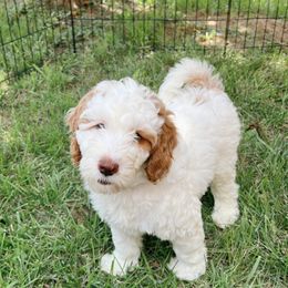 Australian Labradoodle, Goldendoodle, Labradoodle, and Poodle Puppies from Aloha Doodles & Poodles