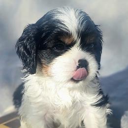 Castle - Tri-color male Cavalier King Charles Spaniel puppy in Winchester, Kentucky from Gleannfae Gordon Setters & Cavalier King Charkes Spaniels