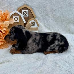Tavon - Dapple male Dachshund puppy in Colbert, Oklahoma from Brooke Crenshaw
