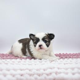 Thelma - Sable spotted white female Chihuahua puppy in Bulls Gap, Tennessee from Smokey Mountain Chihuahuas