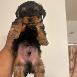 BOY 1 - Black and tan male Yorkshire Terrier puppy in Blythewood, South Carolina from PUPS “ R” US
