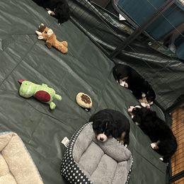 Bernese Mountain Dog Puppies from Bastian Mountain Dogs