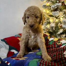 Prancer - Apricot male Goldendoodle puppy in Sanford, Florida from Florida Coast Golden Doodles