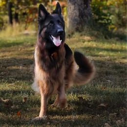 Roxy - German Shepherd