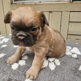 Alice (FLUFFY) - Fawn and white female French Bulldog puppy in Bend, Oregon from High Lakes Frenchies