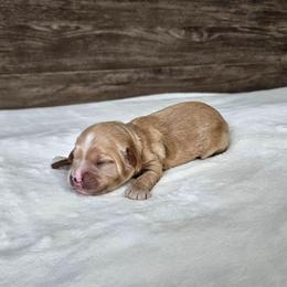 Brown - Apricot male Cavapoo puppy in South Jordan, Utah from Lucky Doodle Pups