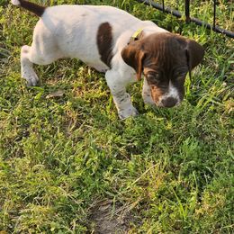 Girl 4 - Liver roan German Shorthaired Pointer puppy in Henderson, Texas from C4 Gun Dogs
