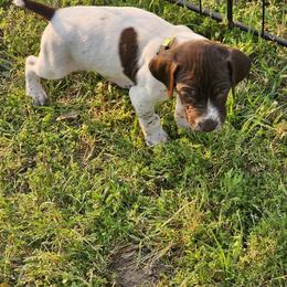 Girl 4 - Liver roan German Shorthaired Pointer puppy in Henderson, Texas from C4 Gun Dogs