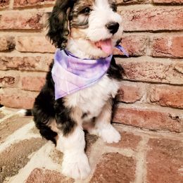 Bernedoodle Puppies from Speedwell Forge Doodles