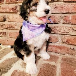 Bernedoodle Puppies from Speedwell Forge Doodles
