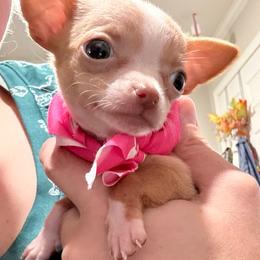 Kayla - Red and white female Chihuahua puppy in Sherwood, Arkansas from Bartelt Breeders