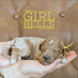 Bells - Apricot female Goldendoodle puppy in Cambridge, Minnesota from Country Meadow Doodles