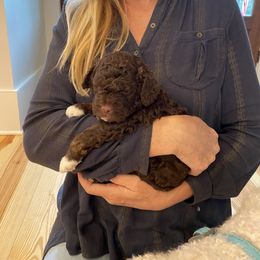 Lagotto Romagnolo Puppies from Southern Lagotto