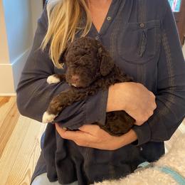 Lagotto Romagnolo Puppies from Southern Lagotto