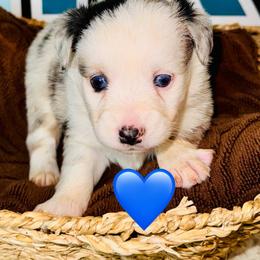 Blue Merle boy - Blue merle male Toy Australian Shepherd puppy in Oklahoma City, Oklahoma from Faith River Aussies