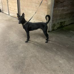 Freya - Dutch Shepherd puppy from We Like it Ruff Working K9 Breeding and Training