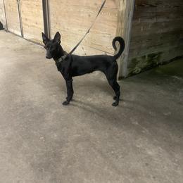 Freya - Dutch Shepherd puppy from We Like it Ruff Working K9 Breeding and Training