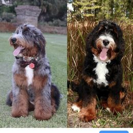 Bernedoodles from Salt-Life Doodles
