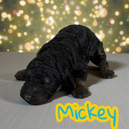 Mickey - Phantom male Poodle puppy in Port Orange, Florida from Daytona’s Standard Poodles