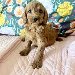 Puppy 4 - Apricot female Irish Doodle puppy in Bloomfield, Iowa from Schooley Doodles