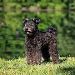 Pumi All Grown Up from Nixie Kennels