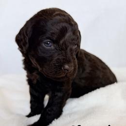 Olympic - Chocolate female Labradoodle puppy in Lubbock, Texas from Lucky Labradoodles