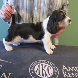 Bonnie - Black white and brown female Basset Hound puppy in Francesville, Indiana from Sandyhill Basset Hounds