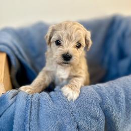 Boy 4 - Champagne male Maltipoo puppy in Ashville, Alabama from LMC Pups